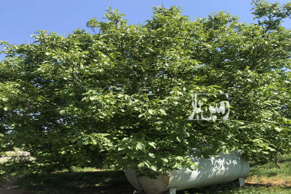 فروش ۴۷۰۰ متر باغ آبیک کاظم آباد جاده احمدآباد مصدق-1