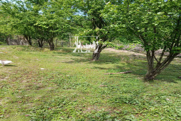 فروش زمین باغی و مسکونی روستای ارزفون ساری ۶۸۶ متر-1