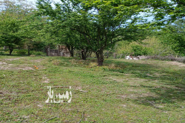 فروش زمین باغی و مسکونی روستای ارزفون ساری ۶۸۶ متر-3