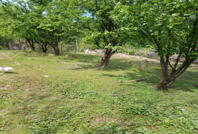 فروش زمین باغی و مسکونی روستای ارزفون ساری ۶۸۶ متر