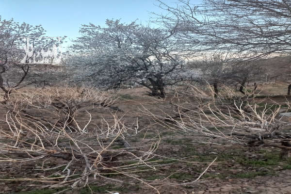 فروش باغ به متراژ ۱۳۰۰ دستجرد روستای وشاره-1
