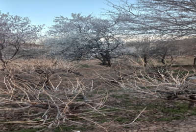 فروش باغ به متراژ ۱۳۰۰ دستجرد روستای وشاره