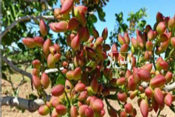 فروش باغ پسته ۱۵ساله به همراه دامداری وباغ انگور-1