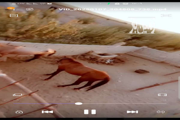 فروش باغ پسته ۱۵ساله به همراه دامداری وباغ انگور-2