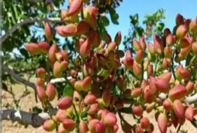 فروش باغ پسته ۱۵ساله به همراه دامداری وباغ انگور