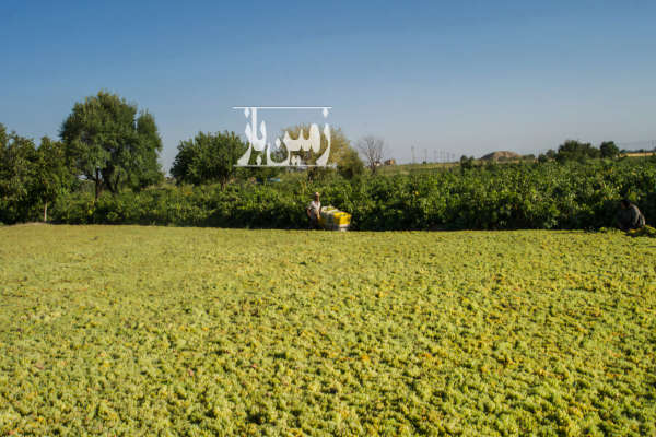 فروش باغ انگور جوان روستای ولازگرد با سهم اب ۷۸۰۰ متر-1
