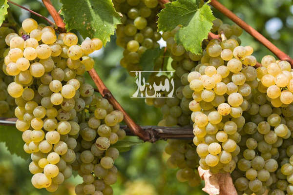 فروش باغ انگور جوان روستای ولازگرد با سهم اب ۷۸۰۰ متر-2