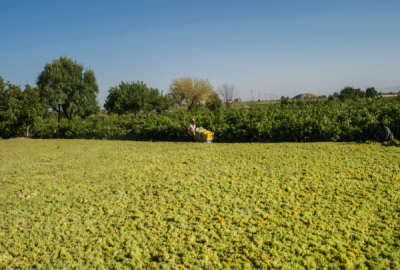 فروش باغ انگور جوان روستای ولازگرد با سهم اب ۷۸۰۰ متر