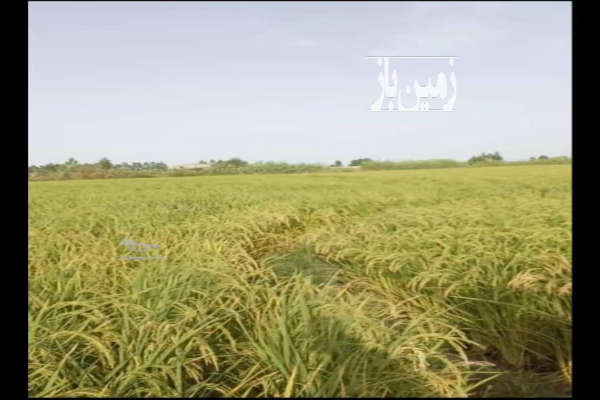 فروش زمین کشاورزی در سرخرود احمد آباد کلیج ۵۰۰۰ متر-1