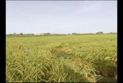 فروش زمین کشاورزی در سرخرود احمد آباد کلیج ۵۰۰۰ متر