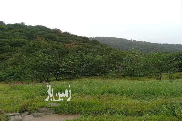 فروش زمین ویلایی ۵۸۰۰ متری روستای رئیسکلای سوادکوه-3