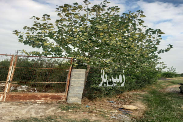 فروش باغ انار ۴ساله نزدیک جاده اصلی گرگان وگنبد ۱۴۰۰ متر-2