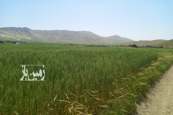 فروش زمین کشاورزی ۶ هزار متر روستای همت آباد-2