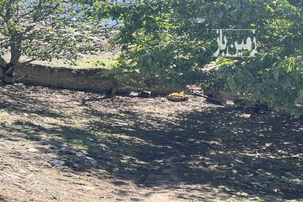 فروش ۲۷۲ متر زمین بافت روستای ییلاقی ممشی-3