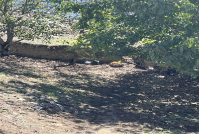فروش ۲۷۲ متر زمین بافت روستای ییلاقی ممشی