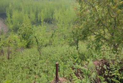 زمین ۷۰۰ متر بندپی شرقی روستای خلیل کلا
