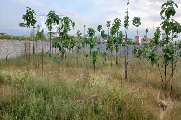 زمین باغی ۷۱۶ متر داخل محل باموقعیت مناسب-1