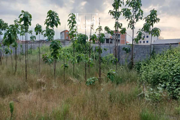 زمین باغی ۷۱۶ متر داخل محل باموقعیت مناسب-2