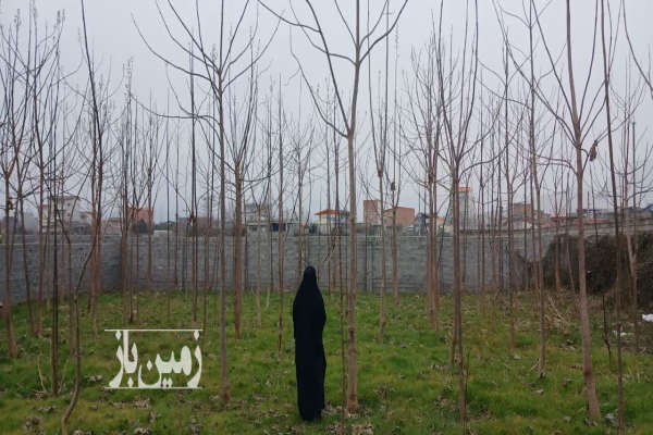 زمین باغی ۷۱۶ متر داخل محل باموقعیت مناسب-3