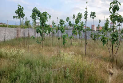 زمین باغی ۷۱۶ متر داخل محل باموقعیت مناسب