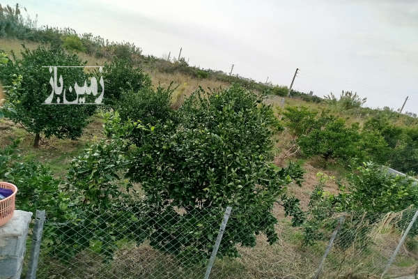 زمین باغ مرکبات حاصلخیز و مثمر دارای امتیازات آب و برق-2