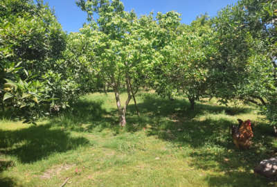 زمین در فریدونکنار روستای کریم کلا درزیکلا ۱۰۰۰ متر