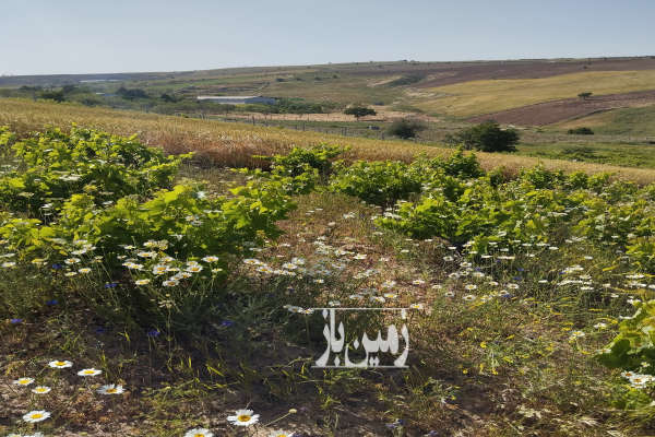 باغ انگور ۱۵۰۰متر در ۵ کیلومتری بجنورد-2