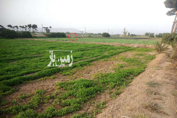 زمین کشاورزی در ری متراژ ۴۲۰۰ گلحصار جاده حسن آباد-1