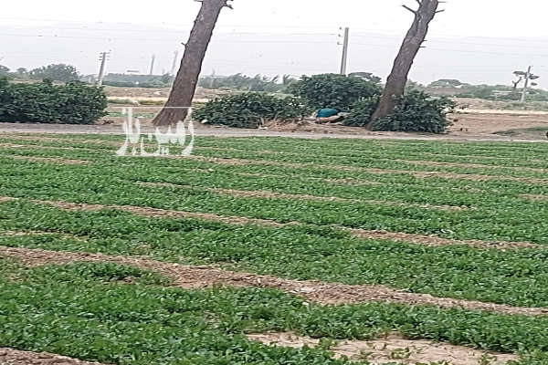 زمین کشاورزی در ری متراژ ۴۲۰۰ گلحصار جاده حسن آباد-3