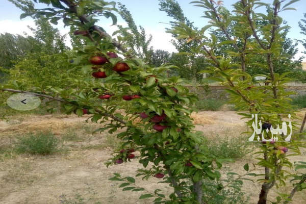 باغ درسرند روستای دغدغان ۹۰۰ متر-1