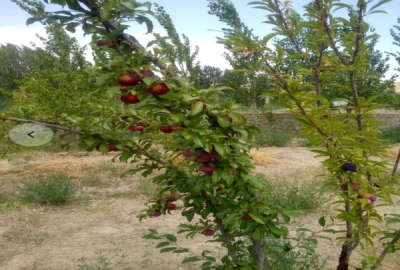 باغ درسرند روستای دغدغان ۹۰۰ متر