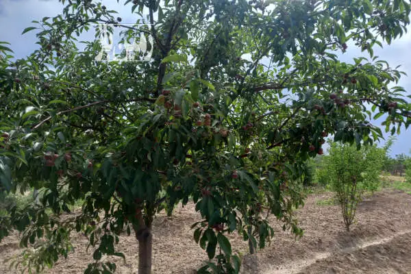 باغ میوه پشت نیرو محرکه الوند ۱۱۰۰ متر - تصویر 3