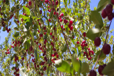باغ میوه پشت نیرو محرکه الوند ۱۱۰۰ متر