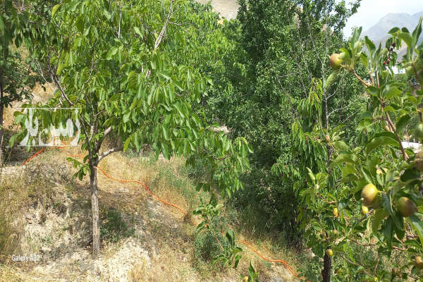 زمین دارای درخت ۱۶ ساله آب دارد جلو دیوار محله کردیان-4