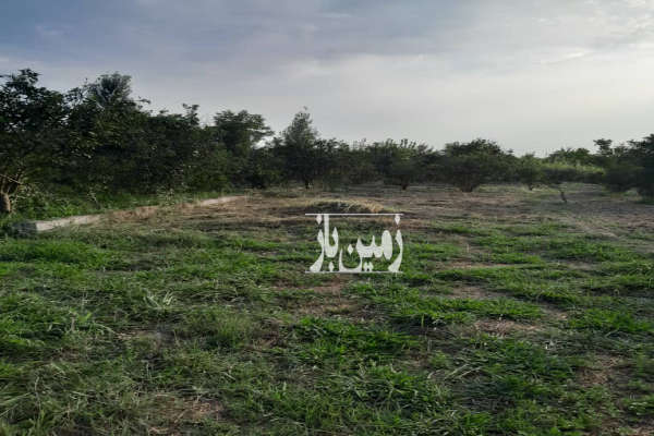 زمین باغ ۴۳۰ کنار جاده اصلی روستای بورخیل-1