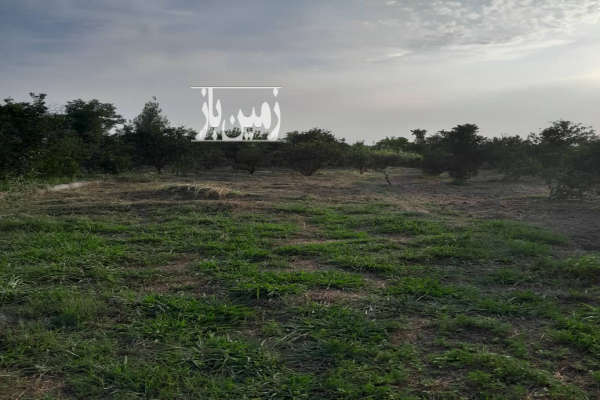 زمین باغ ۴۳۰ کنار جاده اصلی روستای بورخیل-3