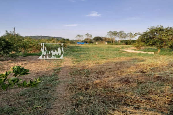 زمین باغ ۴۳۰ کنار جاده اصلی روستای بورخیل-4