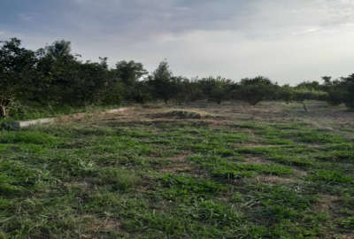زمین باغ ۴۳۰ کنار جاده اصلی روستای بورخیل