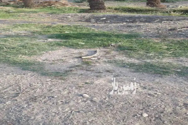 زمین مسکونی ایرانشهر خیابان فردوسی ۲۵۰ متر - تصویر 3