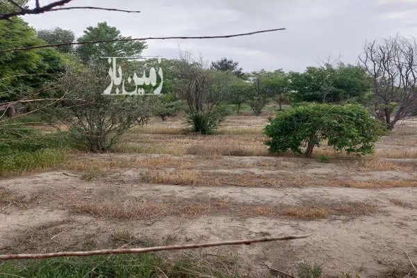زمین ۱۰۵۰ متر کشاورزی شهرری روستای شکرآباد - تصویر 4