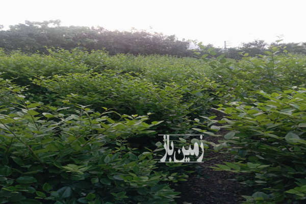 زمین و باغ قم جعفریه ۶۰۰۰۰ متر-1