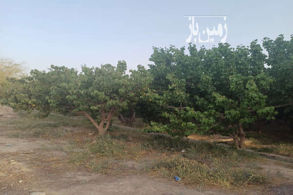 باغ مثمر سرسبز انواع میوه سه کله آب و برق بنای قدیمی داره-2