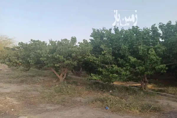 باغ مثمر سرسبز انواع میوه سه کله آب و برق بنای قدیمی داره - تصویر 2