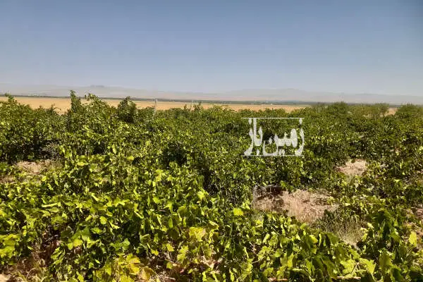 باغ انگور گردو بادام و میوه ضیاآباد روستای شنین دودانگه - تصویر 2