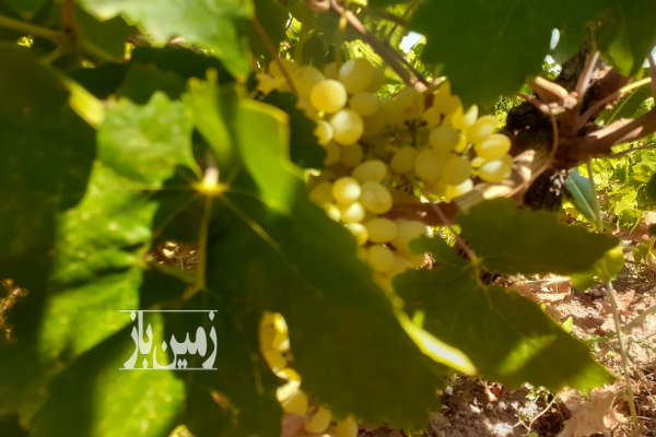 باغ انگور گردو بادام و میوه ضیاآباد روستای شنین دودانگه-3