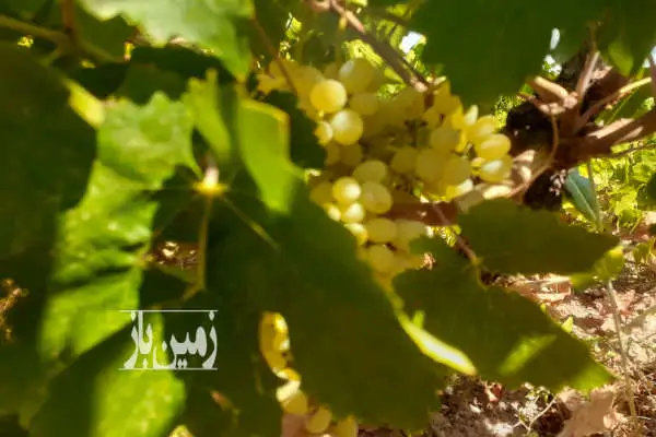 باغ انگور گردو بادام و میوه ضیاآباد روستای شنین دودانگه - تصویر 3