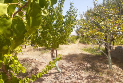 باغ انگور گردو بادام و میوه ضیاآباد روستای شنین دودانگه