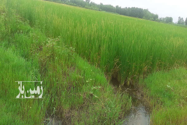 زمین شالیزار مناسب برنج در منطقه توام شهر روستای زیمسار-1