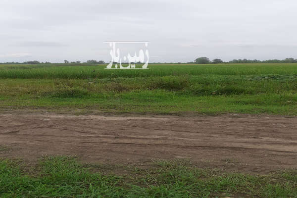 زمین شالیزار مناسب برنج در منطقه توام شهر روستای زیمسار-3