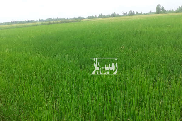 زمین شالیزار مناسب برنج در منطقه توام شهر روستای زیمسار-4